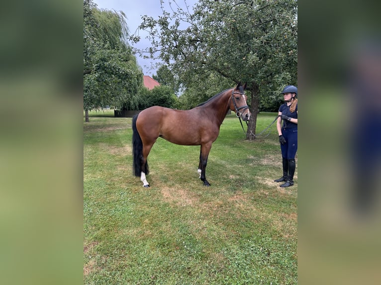 Deutsches Reitpony Stute 5 Jahre 147 cm Dunkelbrauner in M&#xFC;nster