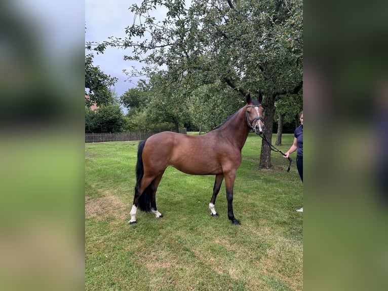 Deutsches Reitpony Stute 5 Jahre 147 cm Dunkelbrauner in M&#xFC;nster