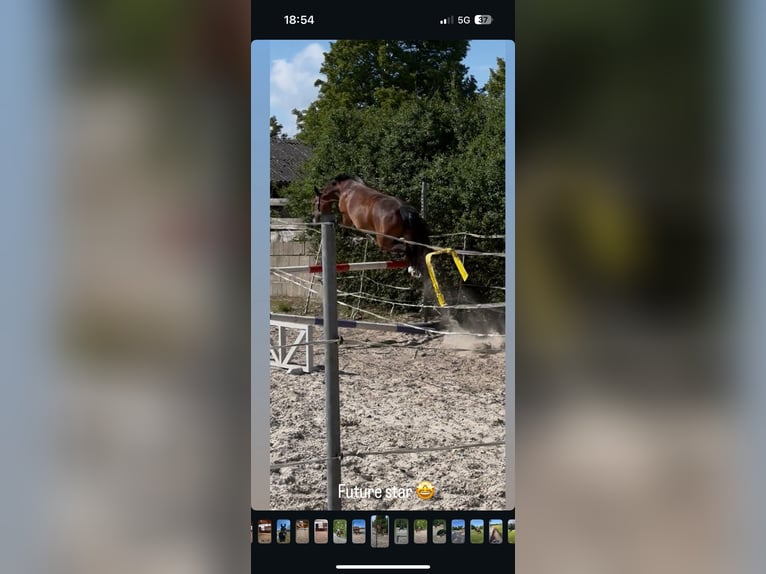 Deutsches Reitpony Stute 5 Jahre 147 cm Dunkelbrauner in Sonnefeld