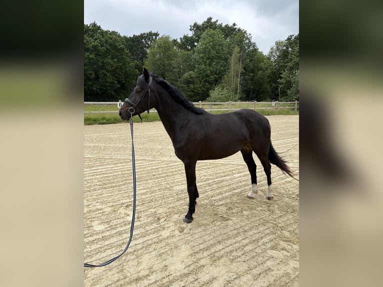 Deutsches Reitpony Stute 5 Jahre 147 cm Dunkelbrauner in Waltrop