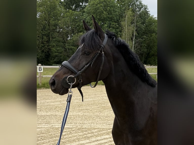 Deutsches Reitpony Stute 5 Jahre 147 cm Dunkelbrauner in Waltrop