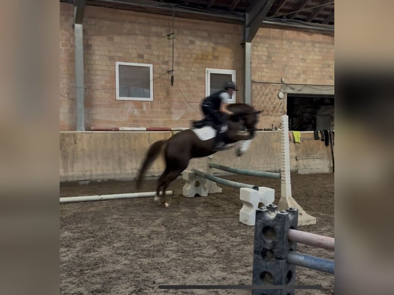 Deutsches Reitpony Stute 5 Jahre 147 cm Dunkelfuchs in Kassel