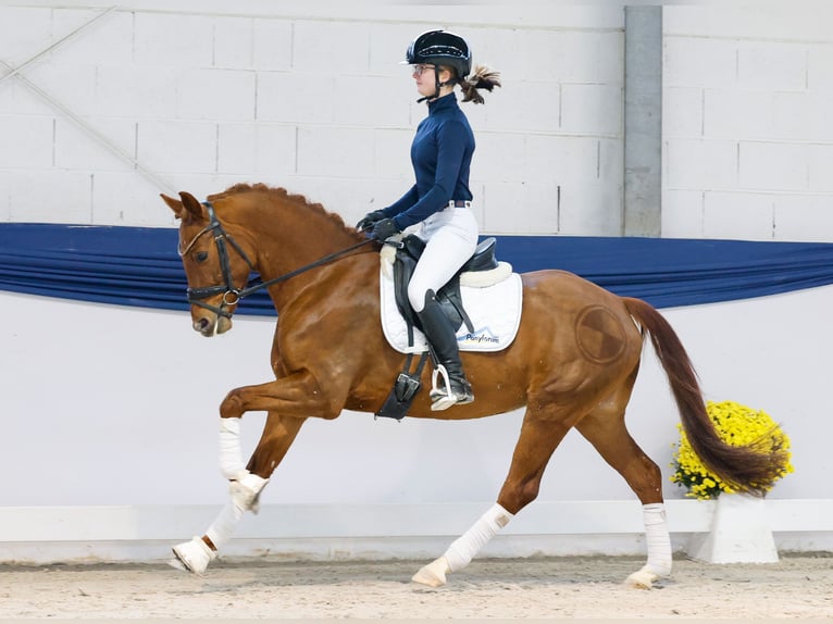 Deutsches Reitpony Stute 5 Jahre 147 cm Dunkelfuchs in Marsberg