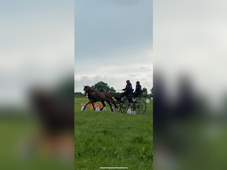 Deutsches Reitpony Stute 5 Jahre 147 cm Dunkelfuchs in Süderlügum