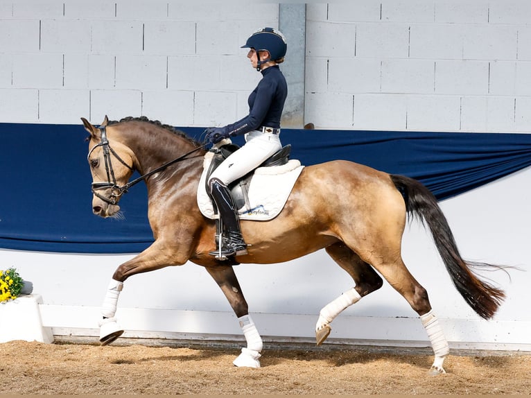 Deutsches Reitpony Stute 5 Jahre 147 cm Falbe in Marsberg