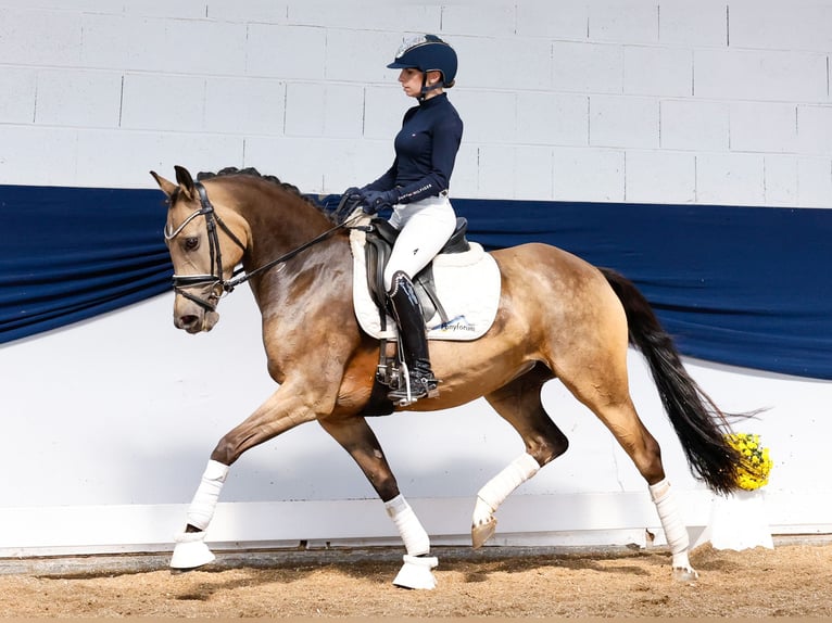 Deutsches Reitpony Stute 5 Jahre 147 cm Falbe in Marsberg