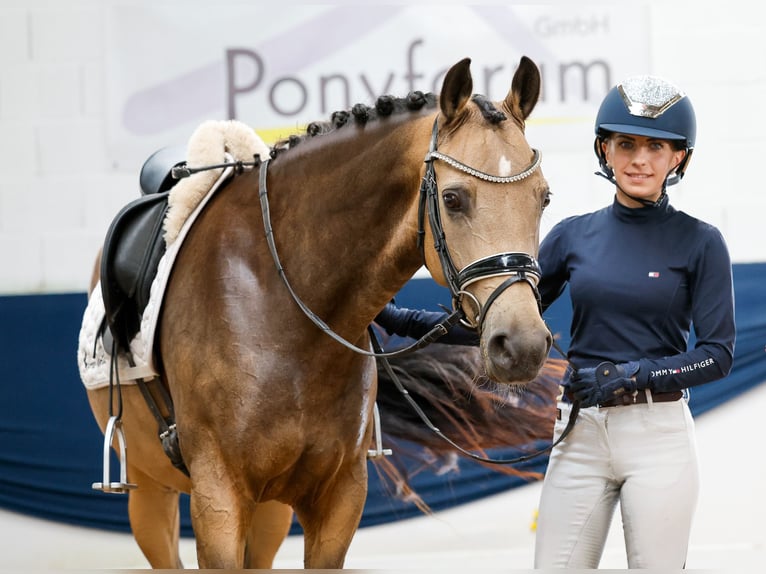Deutsches Reitpony Stute 5 Jahre 147 cm Falbe in Marsberg