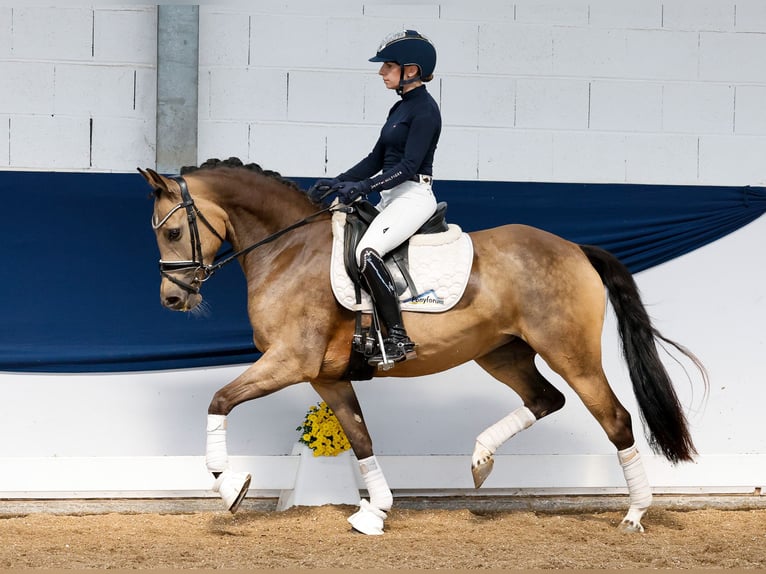 Deutsches Reitpony Stute 5 Jahre 147 cm Falbe in Marsberg