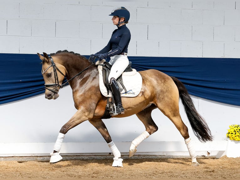 Deutsches Reitpony Stute 5 Jahre 147 cm Falbe in Marsberg