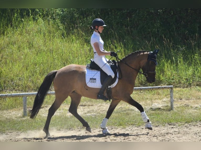 Deutsches Reitpony Stute 5 Jahre 147 cm Falbe in Priborn