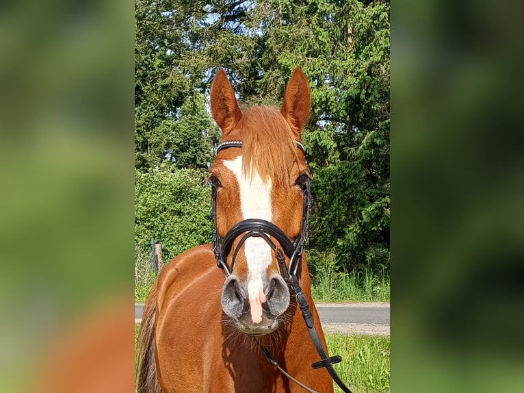 Deutsches Reitpony Stute 5 Jahre 147 cm Fuchs in Wathlingen