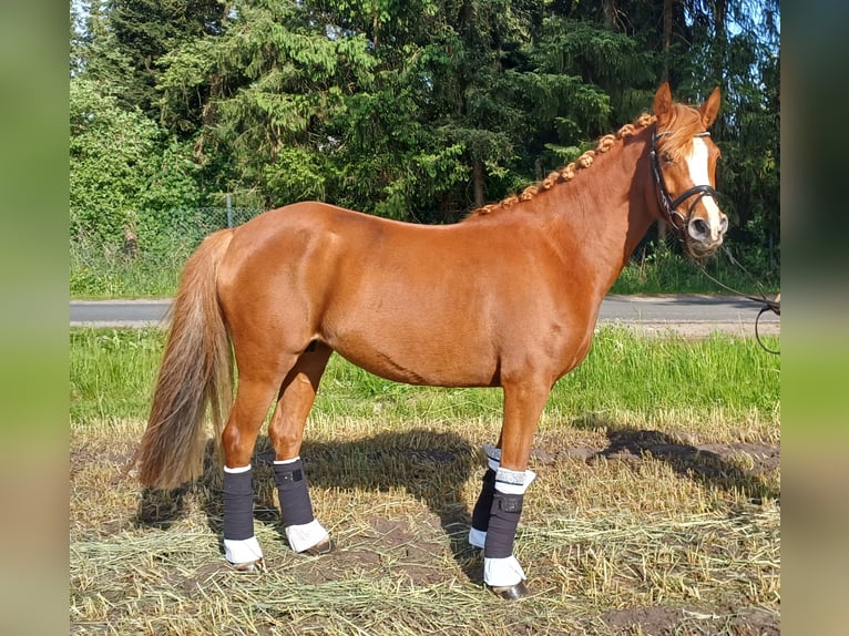 Deutsches Reitpony Stute 5 Jahre 147 cm Fuchs in Wathlingen