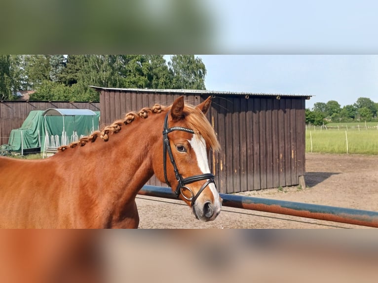 Deutsches Reitpony Stute 5 Jahre 147 cm Fuchs in Wathlingen