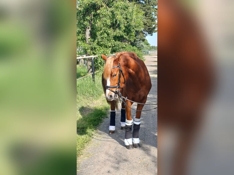 Deutsches Reitpony Stute 5 Jahre 147 cm Fuchs in Wathlingen