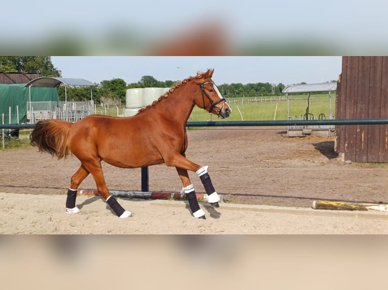Deutsches Reitpony Stute 5 Jahre 147 cm Fuchs in Wathlingen