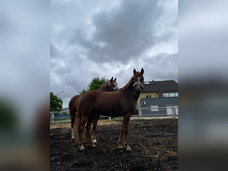 Deutsches Reitpony Stute 5 Jahre 147 cm Fuchs in Niederzier
