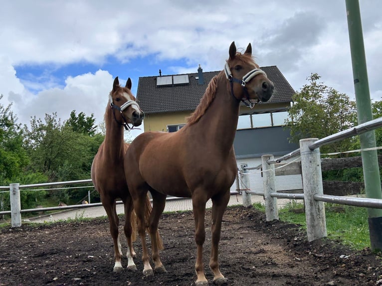 Deutsches Reitpony Stute 5 Jahre 147 cm Fuchs in Niederzier