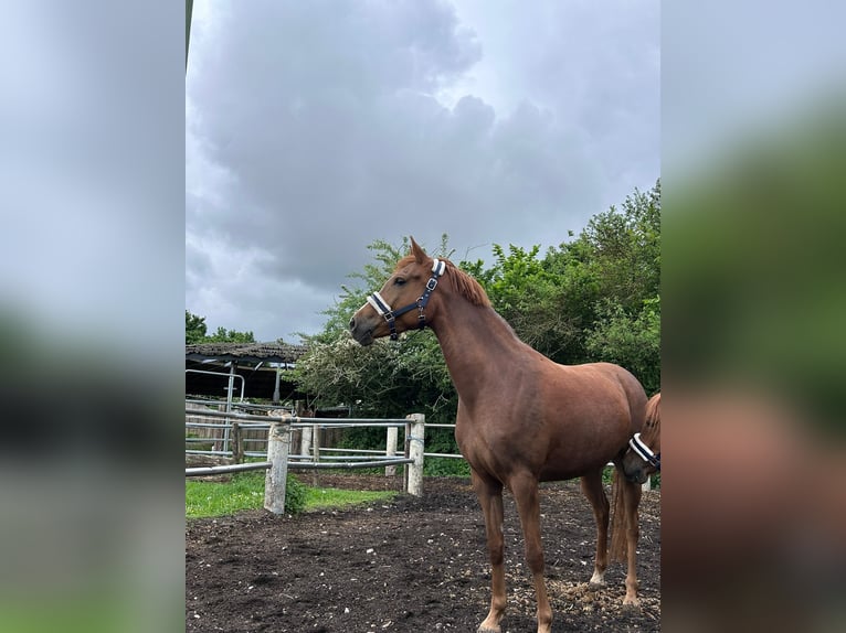 Deutsches Reitpony Stute 5 Jahre 147 cm Fuchs in Niederzier