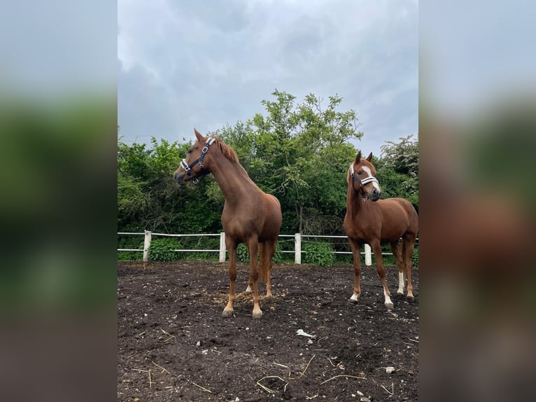 Deutsches Reitpony Stute 5 Jahre 147 cm Fuchs in Niederzier