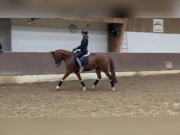 Deutsches Reitpony Stute 5 Jahre 147 cm Fuchs in Krefeld