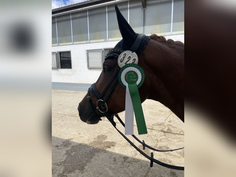 Deutsches Reitpony Stute 5 Jahre 147 cm Fuchs in Krefeld