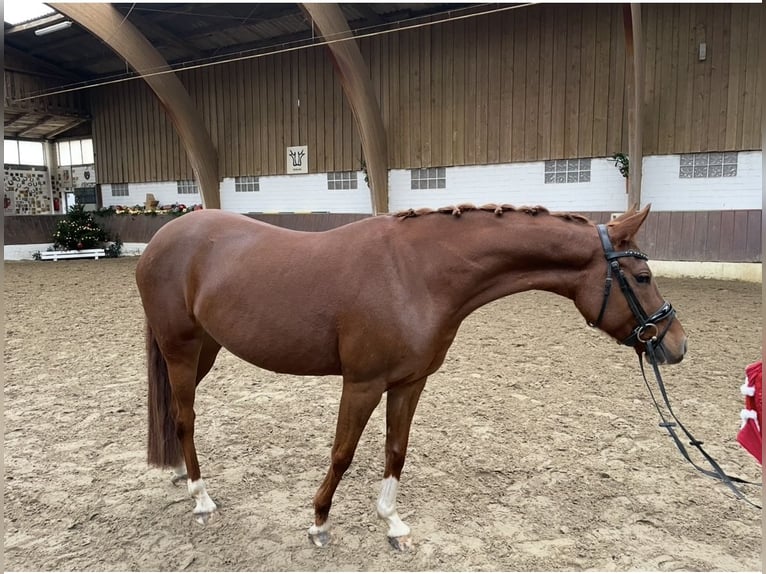 Deutsches Reitpony Stute 5 Jahre 147 cm Fuchs in Krefeld
