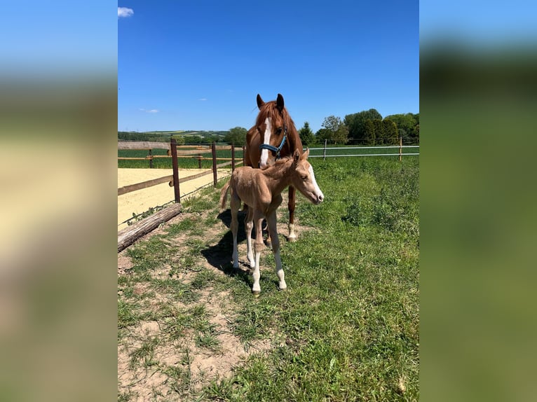 Deutsches Reitpony Stute 5 Jahre 147 cm Fuchs in M&#xFC;nstermaifeld