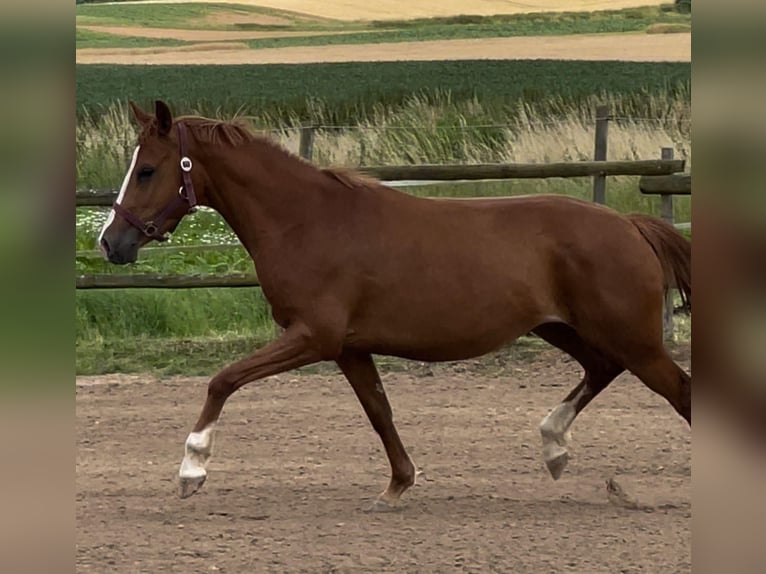 Deutsches Reitpony Stute 5 Jahre 147 cm Fuchs in M&#xFC;nstermaifeld