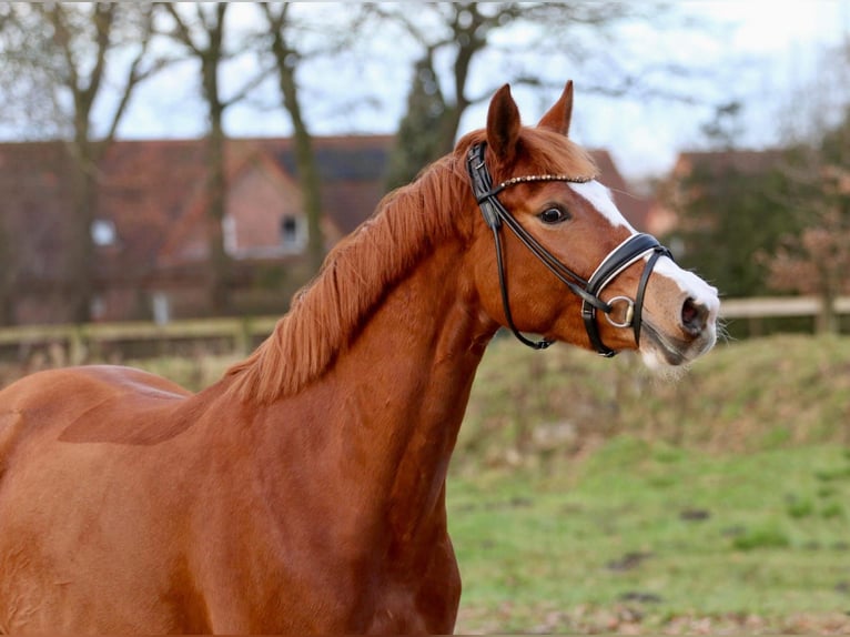 Deutsches Reitpony Stute 5 Jahre 147 cm Fuchs in Spelle