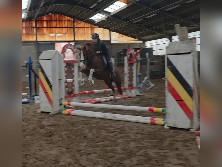 Deutsches Reitpony Stute 5 Jahre 147 cm Fuchs in Lommel