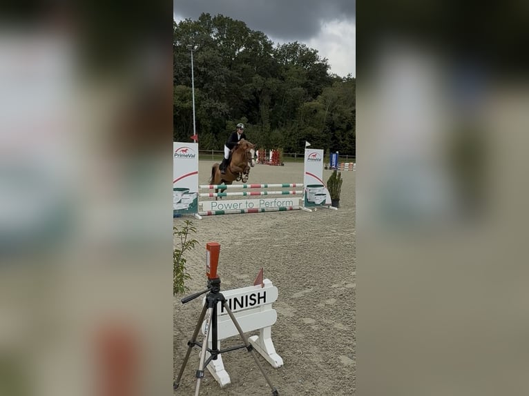 Deutsches Reitpony Stute 5 Jahre 147 cm Fuchs in De Groeve