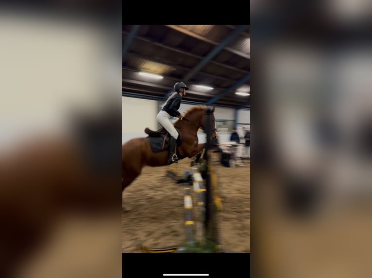 Deutsches Reitpony Stute 5 Jahre 147 cm Fuchs in Uithoorn