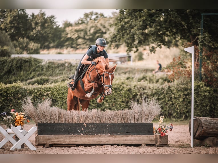 Deutsches Reitpony Stute 5 Jahre 147 cm Fuchs in Dahme