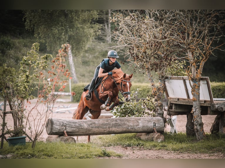 Deutsches Reitpony Stute 5 Jahre 147 cm Fuchs in Dahme