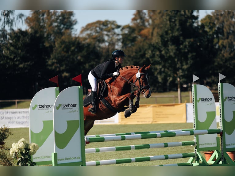 Deutsches Reitpony Stute 5 Jahre 147 cm Fuchs in Dahme