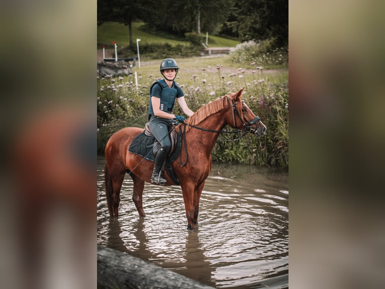 Deutsches Reitpony Stute 5 Jahre 147 cm Fuchs in Dahme