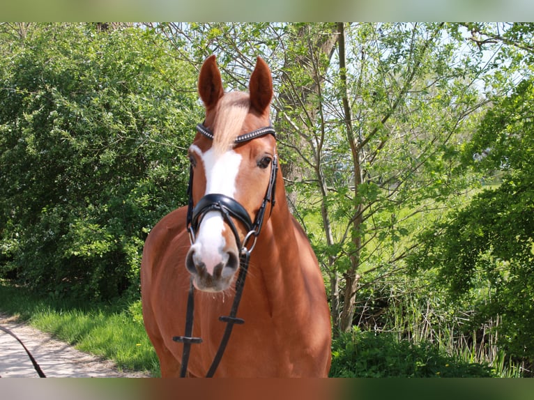 Deutsches Reitpony Stute 5 Jahre 147 cm Fuchs in Nordleda