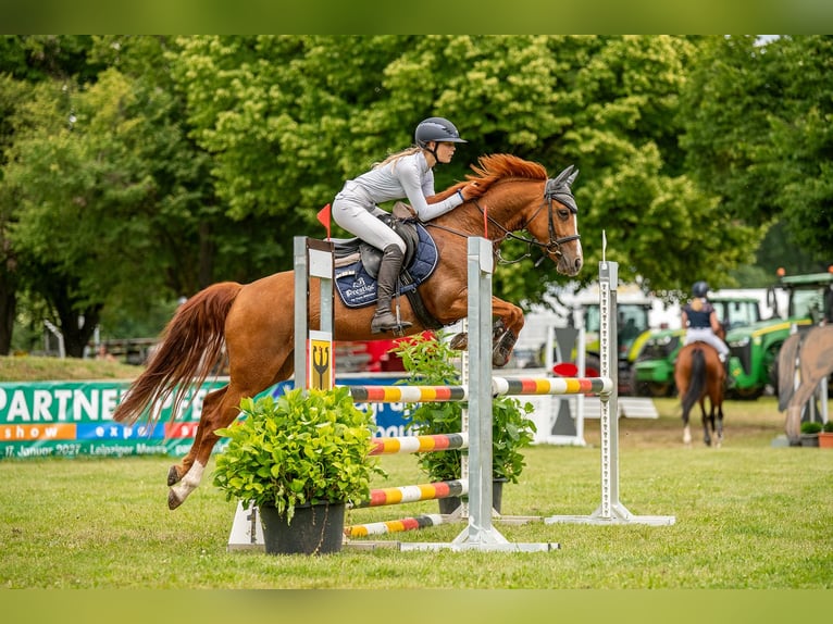 Deutsches Reitpony Stute 5 Jahre 147 cm Fuchs in Wüllersleben