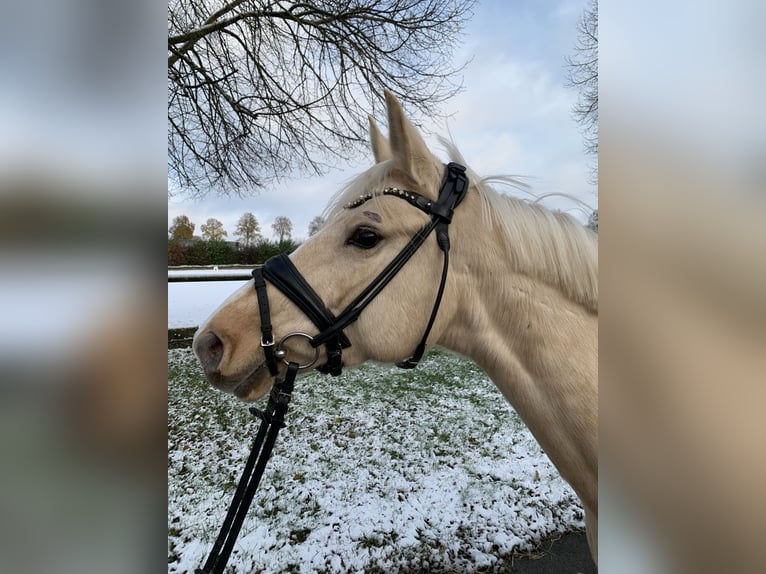 Deutsches Reitpony Stute 5 Jahre 147 cm Palomino in Rosendahl