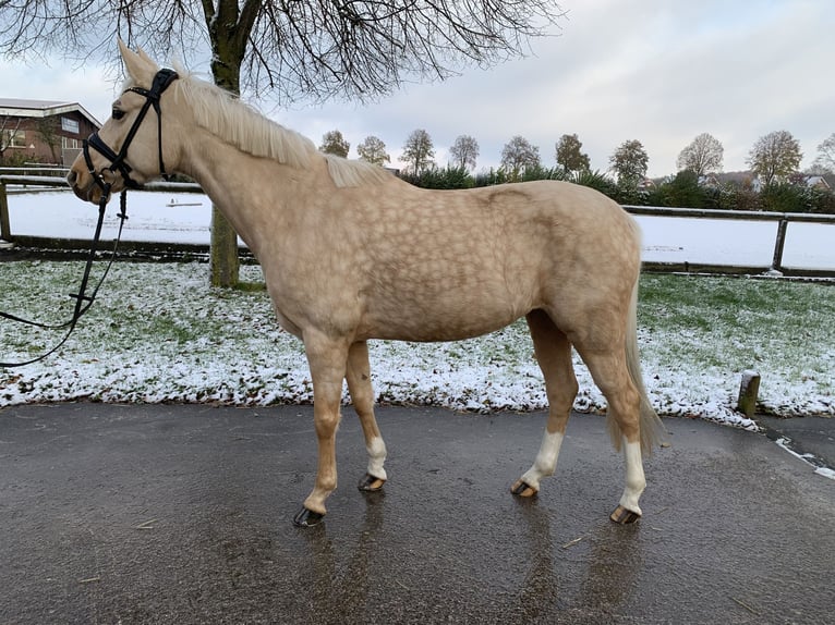 Deutsches Reitpony Stute 5 Jahre 147 cm Palomino in Rosendahl