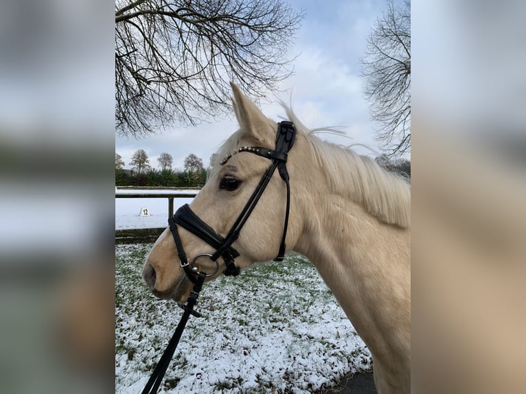 Deutsches Reitpony Stute 5 Jahre 147 cm Palomino in Rosendahl