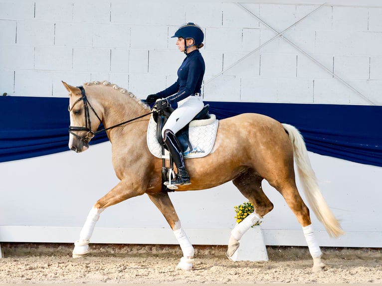 Deutsches Reitpony Stute 5 Jahre 147 cm Palomino in Marsberg