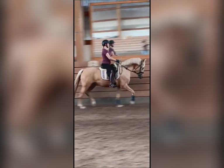 Deutsches Reitpony Stute 5 Jahre 147 cm Palomino in Linau