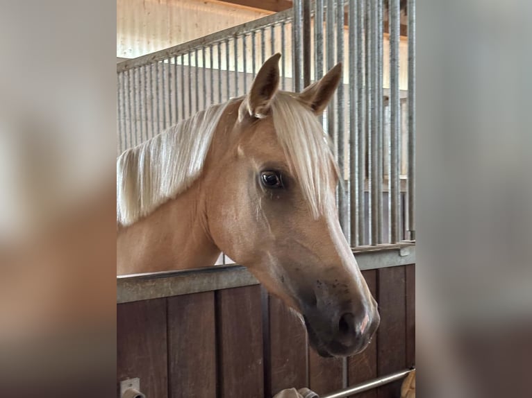 Deutsches Reitpony Stute 5 Jahre 147 cm Palomino in Linau