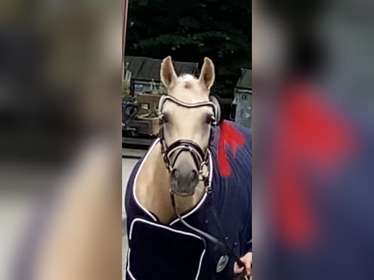 Deutsches Reitpony Stute 5 Jahre 147 cm Palomino in Achim