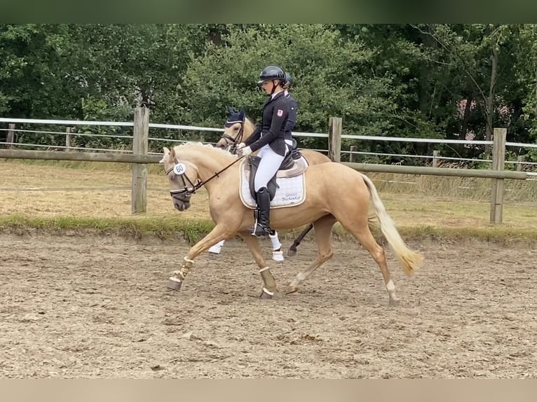 Deutsches Reitpony Stute 5 Jahre 147 cm Palomino in Achim