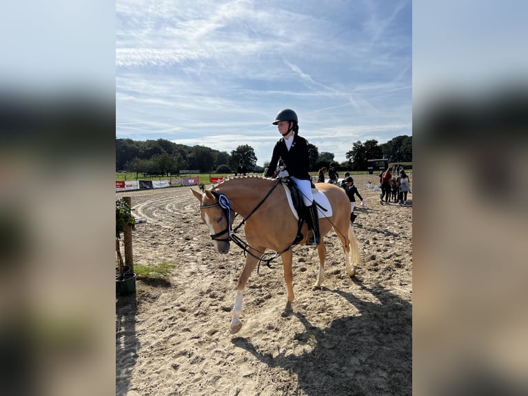 Deutsches Reitpony Stute 5 Jahre 147 cm Palomino in Viersen