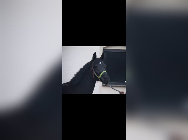 Deutsches Reitpony Stute 5 Jahre 147 cm Rappe in Dallgow-D&#xF6;beritz
