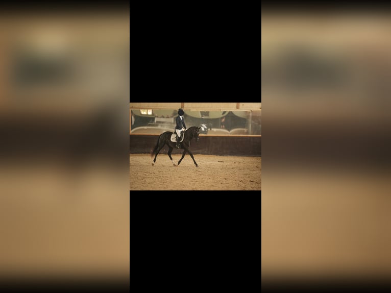 Deutsches Reitpony Stute 5 Jahre 147 cm Rappe in Dallgow-D&#xF6;beritz