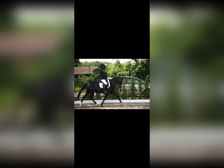 Deutsches Reitpony Stute 5 Jahre 147 cm Rappe in Dallgow-D&#xF6;beritz
